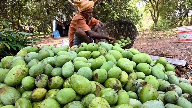 మామిడి రైతులు నష్టపోకుండా చర్యలు