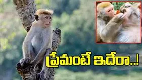 Monkey Funny Video: ఈ ఆడ కోతి ప్రేమ మామూలుగా లేదుగా.. ఏం చేసిందో చూస్తే అవాక్కవుతారు.. 