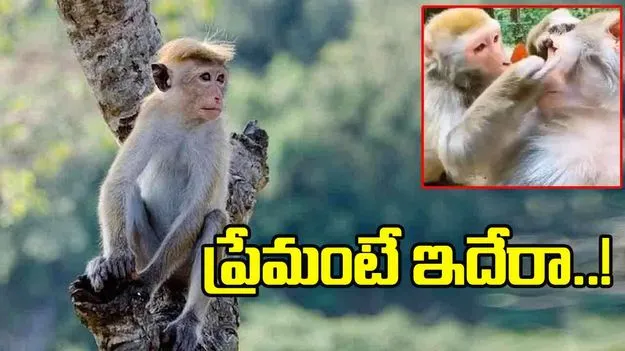 Monkey Funny Video: ఈ ఆడ కోతి ప్రేమ మామూలుగా లేదుగా.. ఏం చేసిందో చూస్తే అవాక్కవుతారు..