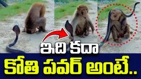Monkey And Snake Video: కోతి పవర్ మామూలుగా లేదుగా.. నాగుపాము ముందు మోకరిల్లి.. చివరకు.. 