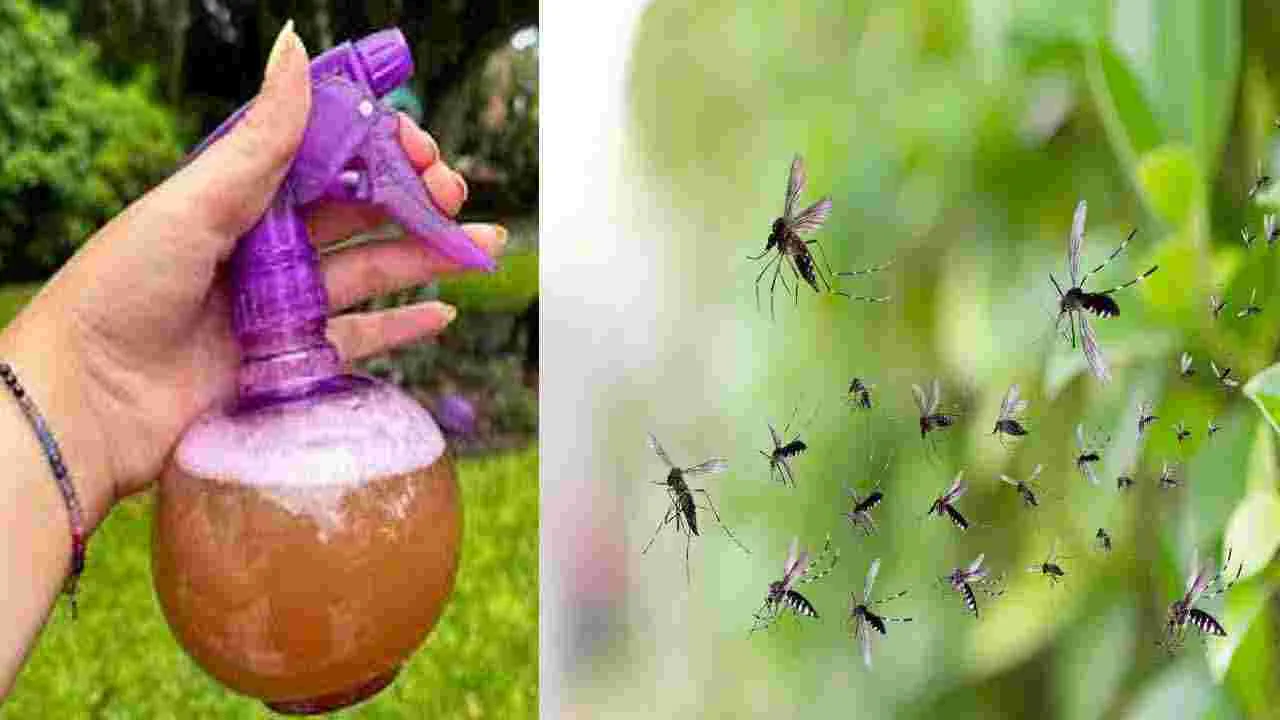 Mosquitos Prevention Tips : దోమలతో విసిగిపోయారా.. అయితే ఈ సింపుల్ చిట్కాను ట్రై చేసి చూడండి..