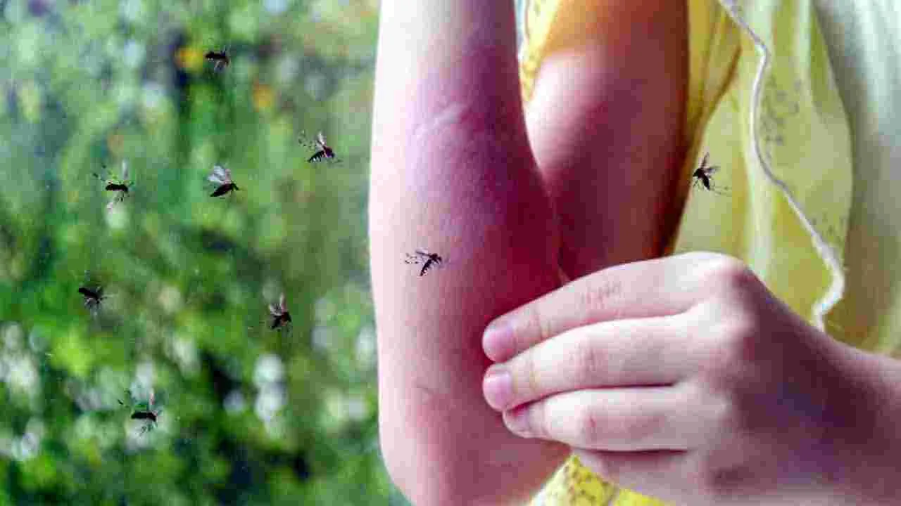 Mosquitos Prevention Tips : దోమలతో విసిగిపోయారా.. అయితే ఈ సింపుల్ చిట్కాను ట్రై చేసి చూడండి..
