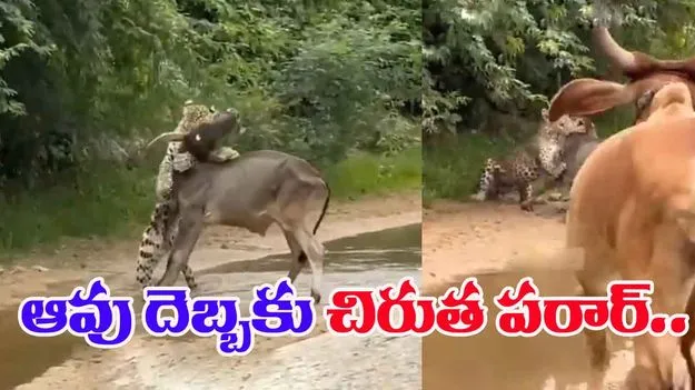 Brave Cow Saves Calf: దూడను నోట కరుచుకున్న చిరుత.. ఆవును చూసి పరుగోపరుగు..
