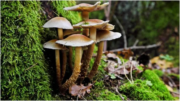 Mushroom Benefits: పుట్టగొడుగులతో రక్తహీనతకు గుడ్‌బై చెప్పండి..