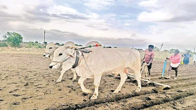 Nandyal District: కాడెద్దులతో ఒకేరోజు 25 ఎకరాల్లో కంది విత్తనం