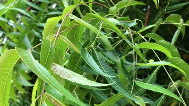 Neem Health Benefits:  నెల పాటు ఖాళీ కడుపుతో వేప ఆకులు నమిలితే ఎన్ని ప్రయోజనాలో తెలుసా?