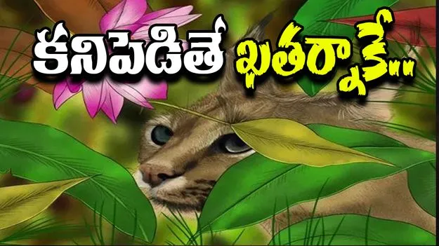 Optical Illusion Test: ఈ ఫొటోలో పక్షిని కనిపెట్టగలిగితే.. మీ కళ్ల గురించి ఆలోచించనక్కర్లేదు..