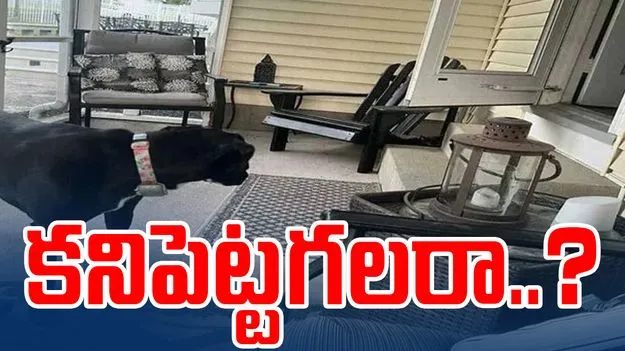 Optical Illusion Test: మీ చూపు షార్ప్ అయితే.. ఈ గదిలో పిల్లి ఎక్కడుందో 11 సెకెన్లలో కనిపెట్టండి