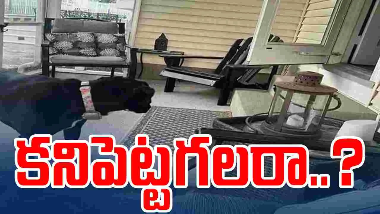 Optical Illusion Test: మీ చూపు షార్ప్ అయితే.. ఈ గదిలో పిల్లి ఎక్కడుందో 11 సెకెన్లలో కనిపెట్టండి