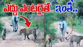 Bull Viral Video: ఎదురుగా ఎద్దు.. రోడ్డు మధ్యలో జాగ్వార్లు.. వెనక్కు తిరిగి చూడగానే.. 