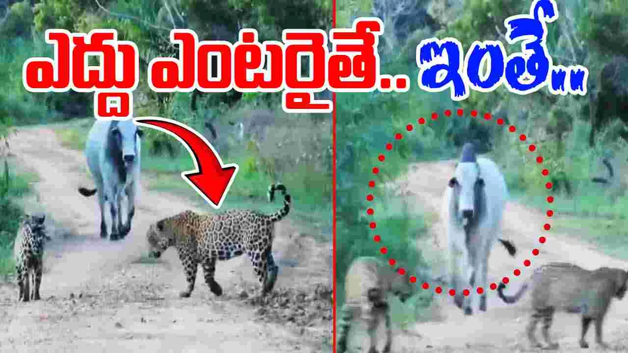 Bull Viral Video: ఎదురుగా ఎద్దు.. రోడ్డు మధ్యలో జాగ్వార్లు.. వెనక్కు తిరిగి చూడగానే.. 