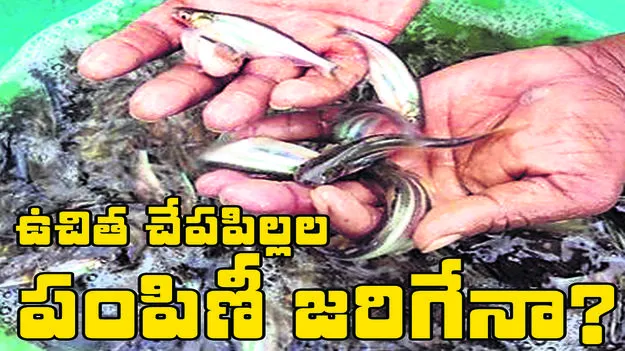 ఉచిత చేప పిల్లల పంపిణీ జరిగేనా!