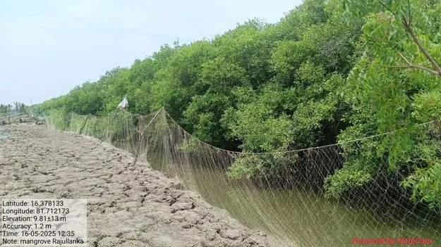 	మడపై ఫోకస్‌