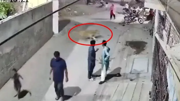 Pet Lion Escape: పాక్లో దారుణం.. బోను లోంచి తప్పించుకున్న పెంపుడు సింహం.. చిన్నారులపై దాడి