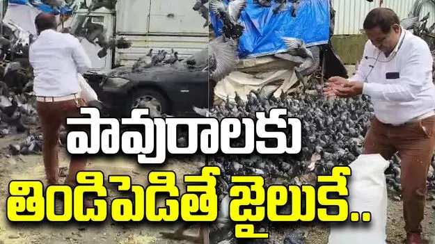 FIR For Feeding Pigeons: కొత్త రూల్.. పావురాలకు తిండిపెడితే జైలుకే..