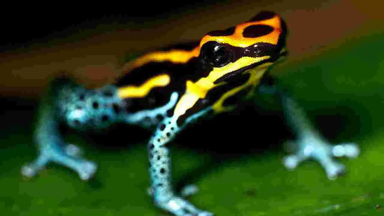 Poisonous Animals: అమాయకంగా కనిపించే.. 5 అత్యంత విషపూరితమైన జీవులివే..