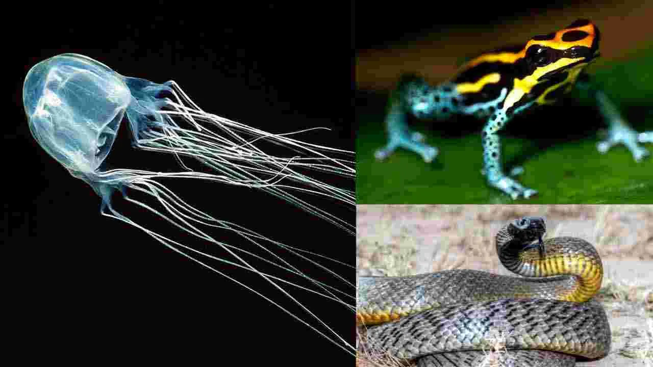 Poisonous Animals: అమాయకంగా కనిపించే.. 5 అత్యంత విషపూరితమైన జీవులివే..