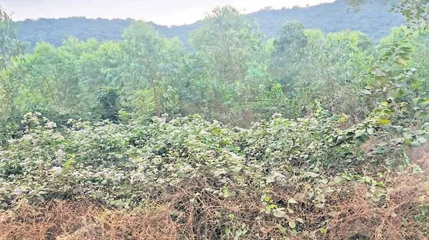 తెరపైకి  ఫ్రీ హోల్డ్‌