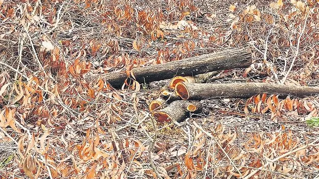 పక్కా స్కెచ్‌..!