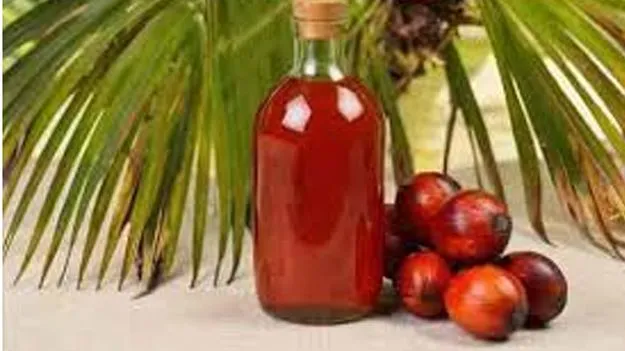 Nizamabad Palm Oil Industry: నిజామాబాద్‌లో పామాయిల్‌ పరిశ్రమ!