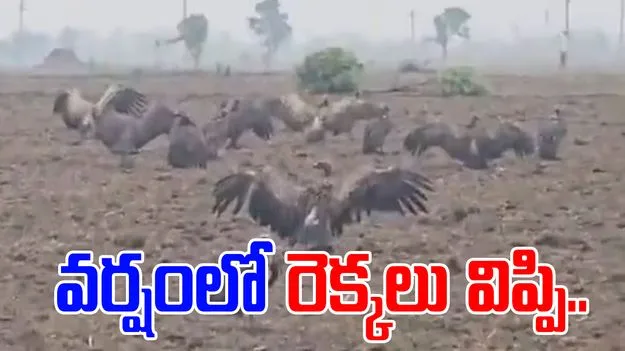 Viral Video: అరుదైన దృశ్యం.. పొలంలో రాబందుల గుంపు