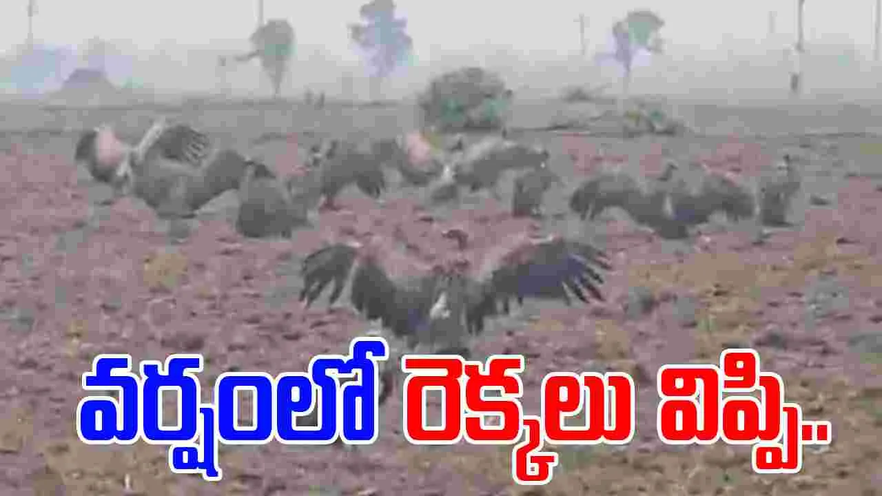 Viral Video: అరుదైన దృశ్యం.. పొలంలో రాబందుల గుంపు