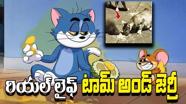 Viral Video: అరుదైన దృశ్యం.. పిల్లులు, ఎలుకల స్నేహం..