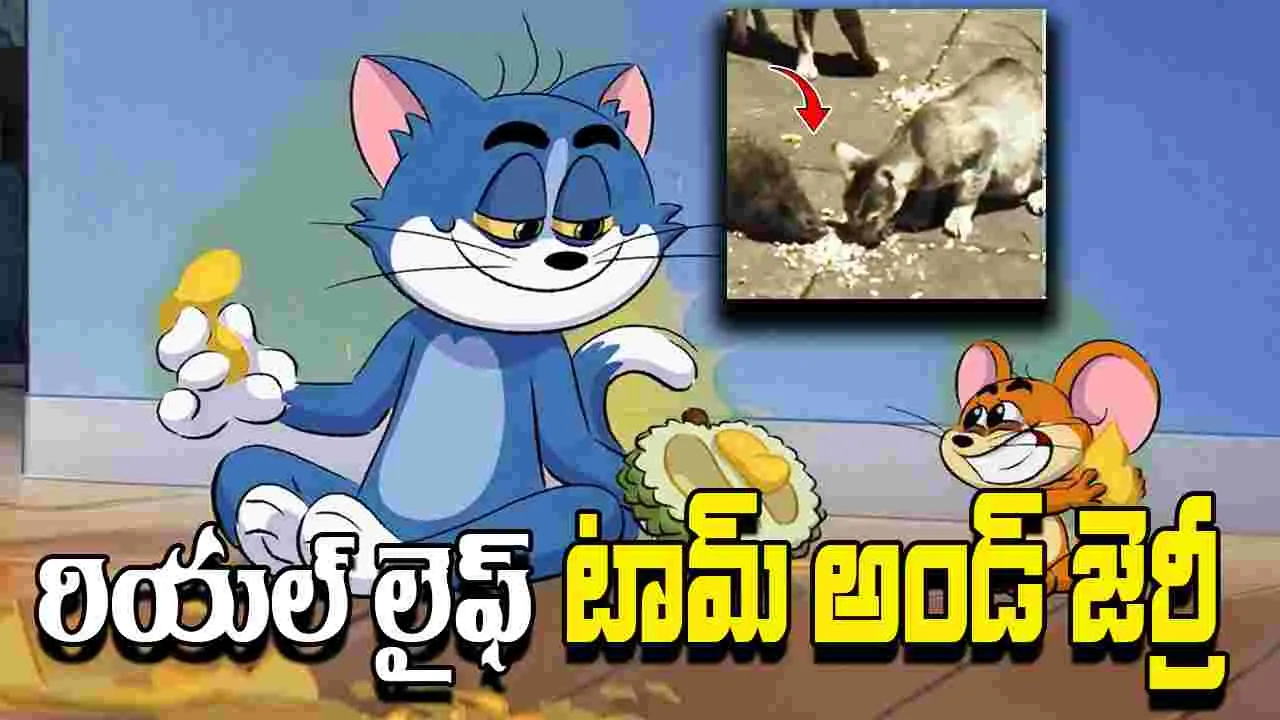 Viral Video: అరుదైన దృశ్యం.. పిల్లులు, ఎలుకల స్నేహం..