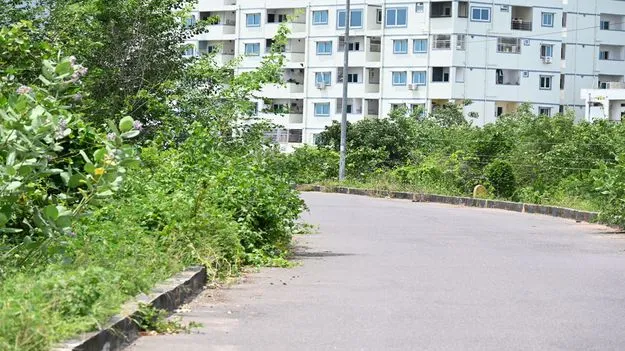 ఎల్‌ఎండీకి ఇరువైపులా ముళ్ల చెట్లు