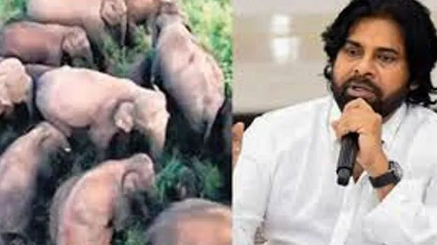 Pawan Kalyan: ఏనుగుల సంచారంపై వాట్సాప్‌ ద్వారా అప్రమత్తం చేయండి
