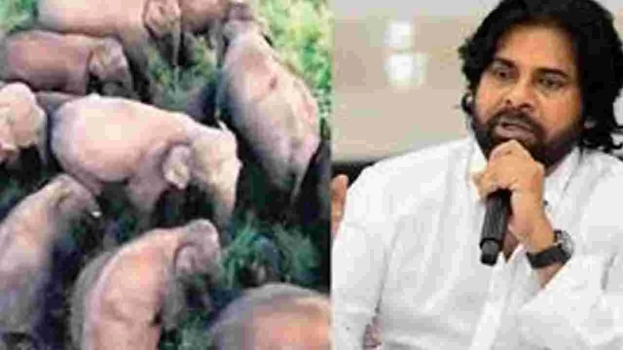 Pawan Kalyan: ఏనుగుల సంచారంపై వాట్సాప్‌ ద్వారా అప్రమత్తం చేయండి
