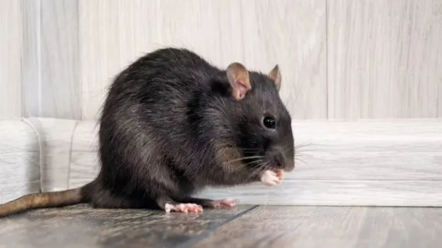 Tips To Get Rid of Rats: ఇంట్లో ఎలుకలను చంపకుండా వదిలించుకోవడం ఎలా?