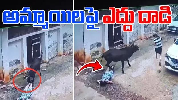 Stray Bull Attacks: రెచ్చిపోయిన ఎద్దు.. ఒకే కుటుంబానికి చెందిన ముగ్గురిని..