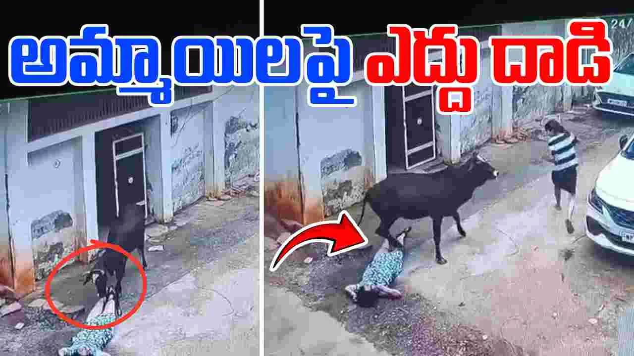 Stray Bull Attacks: రెచ్చిపోయిన ఎద్దు.. ఒకే కుటుంబానికి చెందిన ముగ్గురిని..