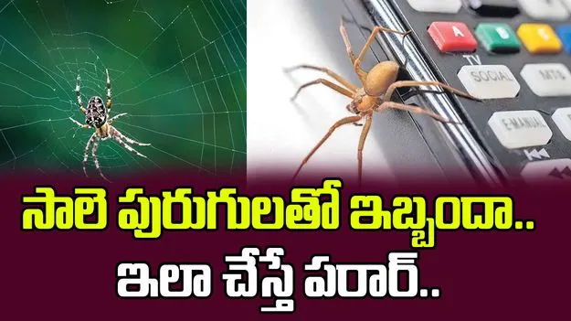 సాలె పురుగులతో ఇబ్బందా
