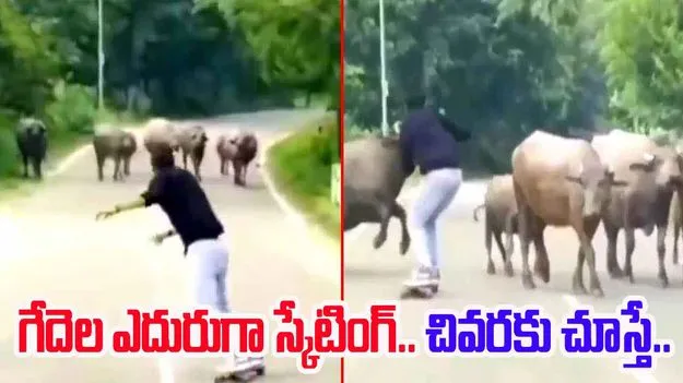 Skating Viral Video: రోడ్డుపై స్కేటింగ్ చేయాలని చూశాడు.. చివరకు గేదె చేసిన పనికి ఖంగుతిన్నాడు..