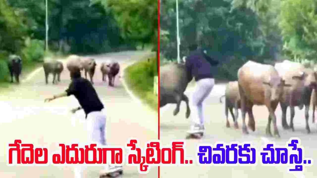 Skating Viral Video: రోడ్డుపై స్కేటింగ్ చేయాలని చూశాడు.. చివరకు గేదె చేసిన పనికి ఖంగుతిన్నాడు.. 
