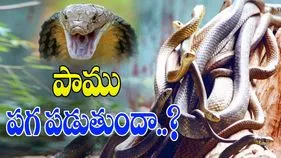 World Snake Day: పా.. పా.. పాము! ప్రమాదకరం కాదు