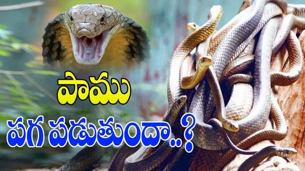 World Snake Day: పా.. పా.. పాము! ప్రమాదకరం కాదు