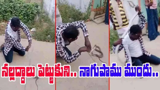 Snake Bite Viral Video: నల్ల అద్దాలు పెట్టుకుని పాముతో గేమ్స్.. చివరకు ఏమైందో చూస్తే..
