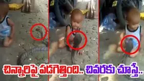 Snake Viral Video: చిన్నారిపై పడగెత్తిన కోబ్రా.. చివరకు ఎవరూ ఊహించని షాకింగ్ ట్విస్ట్..