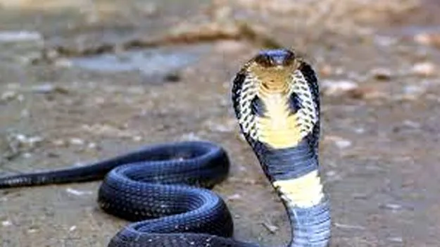 1 Year Old Bites Cobra: పామును కొరికి చంపిన పిల్లాడు.. తర్వాత ఏమైందంటే..