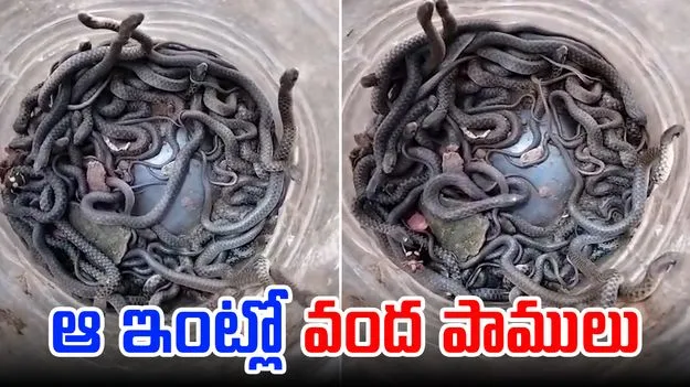 100 Snakes: ఒళ్లు జలదరించే వీడియో.. ఒకే ఇంట్లో వంద పాములు