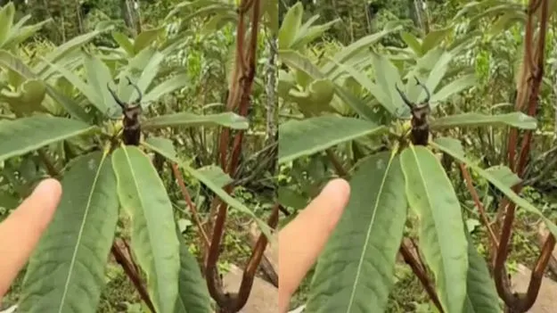 Stag Beetle Price: ఈ పురుగు దొరికితే మీరు అదృష్టవంతులే.. క్షణాల్లో లక్షాధికారిగా అవ్వొచ్చు