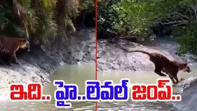 Tiger Stunt Video: ఇంతవరకూ వేటాడే పులిని మాత్రమే చూశారు.. ఈ వీడియో చూస్తే..
