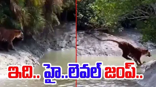 Tiger Stunt Video: ఇంతవరకూ వేటాడే పులిని మాత్రమే చూశారు.. ఈ వీడియో చూస్తే..