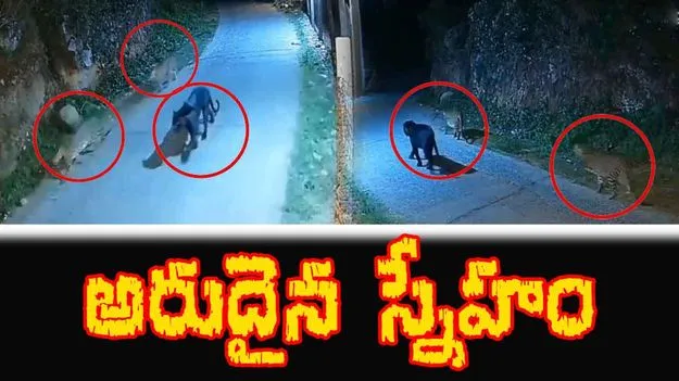 Black Panther And Leopards: అరుదైన వీడియో.. చిరుతపులులతో బ్లాక్ ప్యాంథర్ స్నేహం