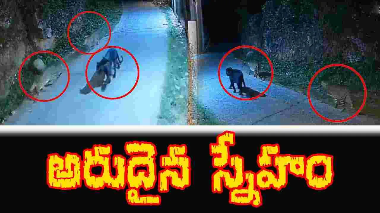 Black Panther And Leopards: అరుదైన వీడియో.. చిరుతపులులతో బ్లాక్ ప్యాంథర్ స్నేహం