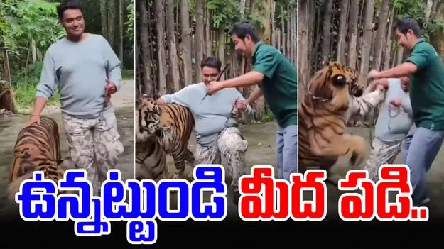 Tiger Attack: థాయ్లాండ్ వెళ్లేవారికి హెచ్చరిక.. పులులతో జాగ్రత్తగా ఉండండి..