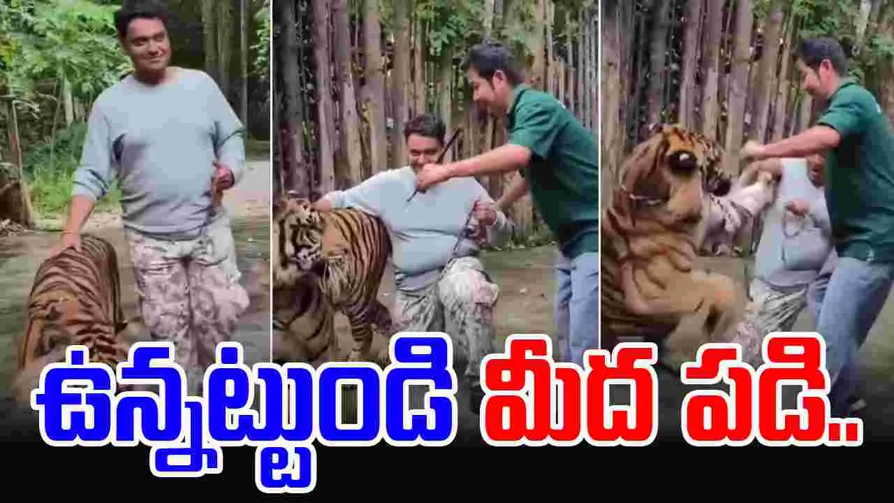 Tiger Attack: థాయ్‌లాండ్ వెళ్లేవారికి హెచ్చరిక.. పులులతో జాగ్రత్తగా ఉండండి..